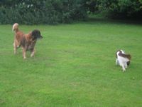 click for a larger view